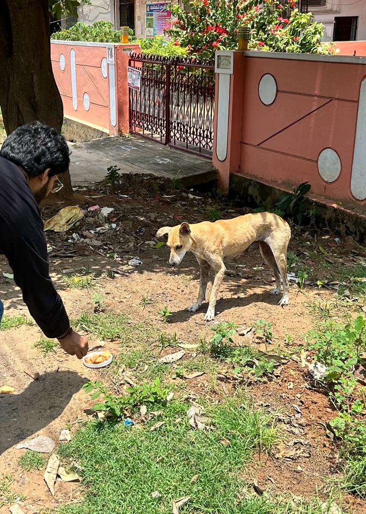 Community volunteer feeding