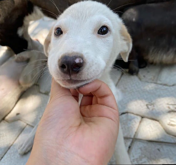 Animal care initiative