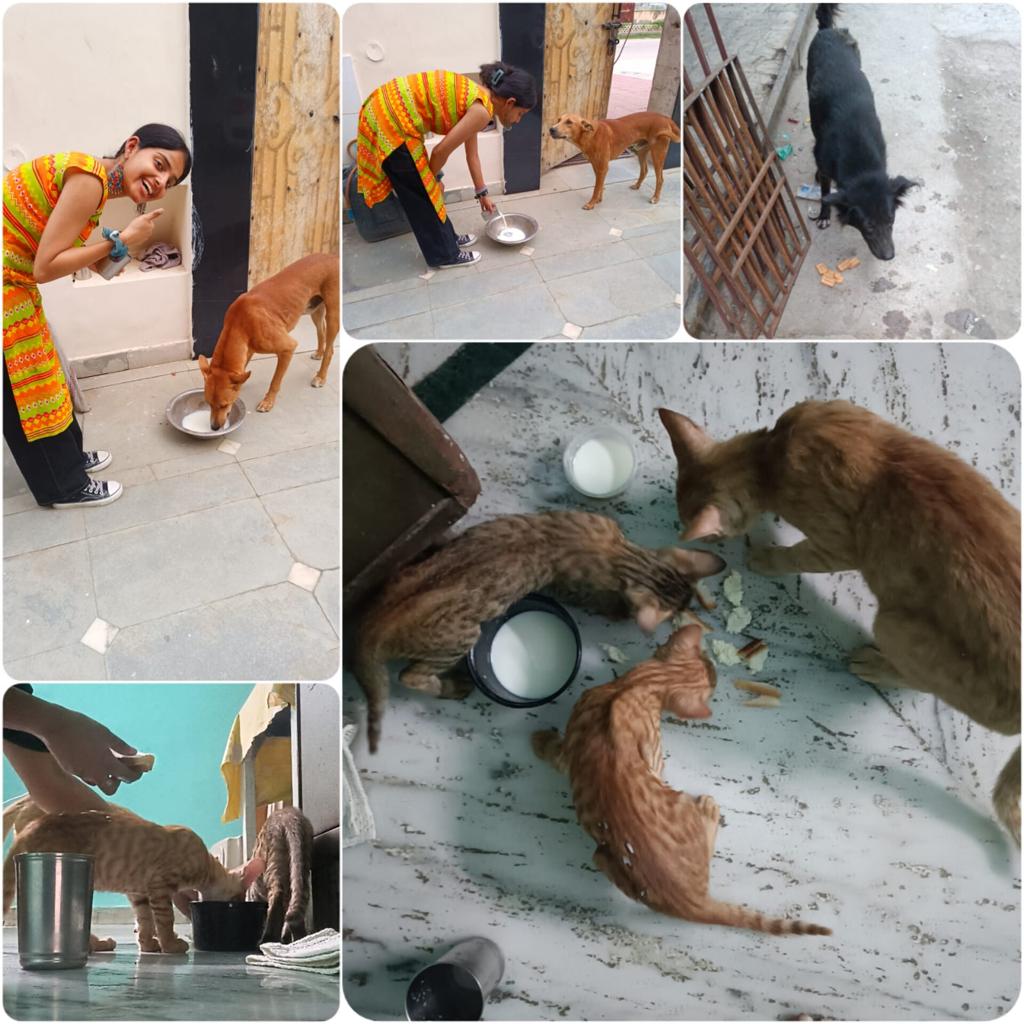 Volunteer feeding dog